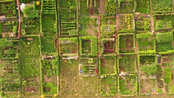Stedelijk Tuinieren Verstedelijkte Moestuin Van Stad Luchtfoto Groeien Farming Groenten — Stockvideo