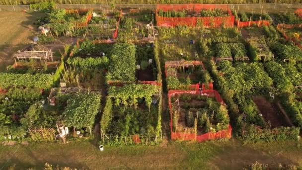 Urban Farming View Organic Natural Vegetables Harvest Grassroots Activism Transformation — Stok video