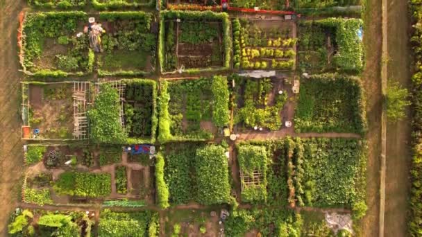 城市农场鸟图 在城市种植和种植蔬菜 附近建筑的市民创造的城市化城镇花园的顶视图 加拿大安大略省多伦多 — 图库视频影像
