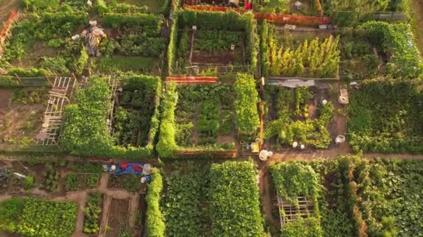 Urban Farm Aerial View Growing Farming Vegetables City Top View — Stock Video
