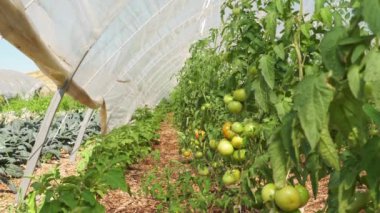 Tomatoes thriving in a greenhouse at an urban garden. Stroll and assessment of the plants well-being and health. Rows of green leafy bushes at a city farm. Cultivating crops and practicing agriculture