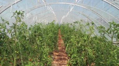 Ripe red and green tomatoes flourishing in an urban greenhouse. Examining fresh organic produce before harvest. Organic harvest in a city garden. Greenhouse farming and modern agriculture.