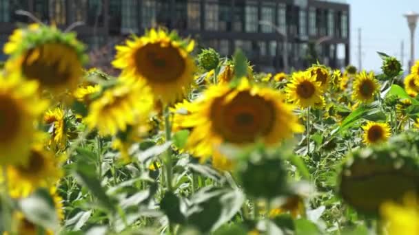 Sunflowers Field Sunny Windy Day Blue Sky Sunflower Harvesting Agriculture — Vídeos de Stock