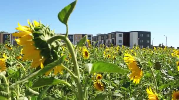 城市的向日葵城市园林绿化 在城市环境中种植有机农产品的花卉花园 人工种植和自我维持 利用雨水支持园艺系统 — 图库视频影像