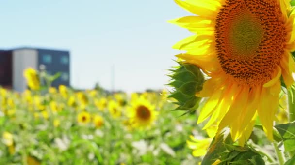 Close View Young Blooming Sunflowers Rural Sunflower Field Farm Summer — Video Stock