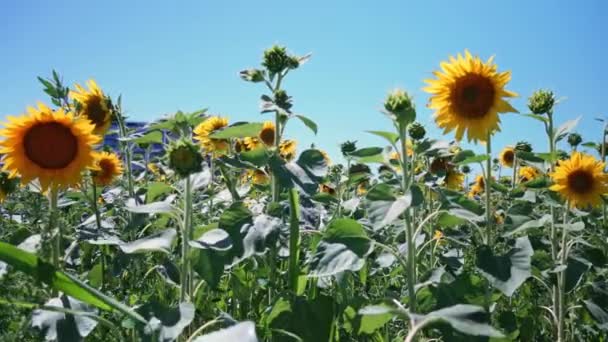 Güneşli Rüzgarlı Bir Günde Mavi Gökyüzünde Ayçiçeği Tarlası Kırsal Alanda — Stok video