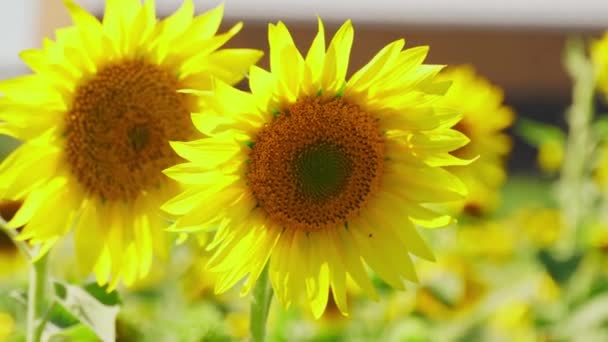 Close Sunflowers Urban Garden Collecting Seeds Agricultural Setting Frontal View — Vídeos de Stock
