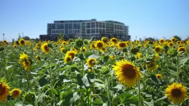 Sunflower Heads Close Urban City Garden Harvesting Sunflower Seeds Agriculture — Stock video