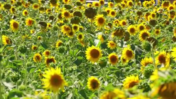 Şehirde Ayçiçeği Bahçeleri Kentsel Bir Ortamda Organik Tarım Için Çiçek — Stok video