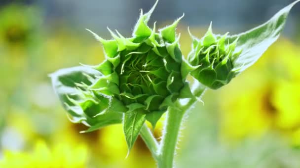 Rüzgarlı Yaz Mevsiminde Tarlada Çiçek Açmadan Önce Büyük Yeşil Ayçiçeği — Stok video