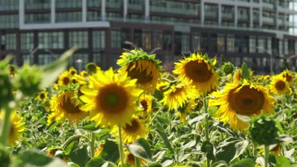 Large Yellow Sunflowers Blooms Farm Field Windy Summer Harvest Organic — Stock video