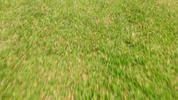 Green Grass Close Sunny Day Football Field Green Grass Summer — Stock Video