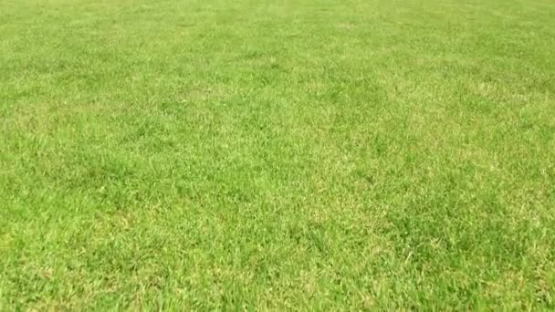 Green Grass Close Sunny Day Football Field Green Grass Summer — Stock Video