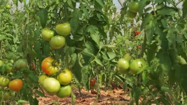 Tomates Rojos Verdes Maduros Floreciendo Invernadero Urbano Examinar Los Productos — Vídeos de Stock