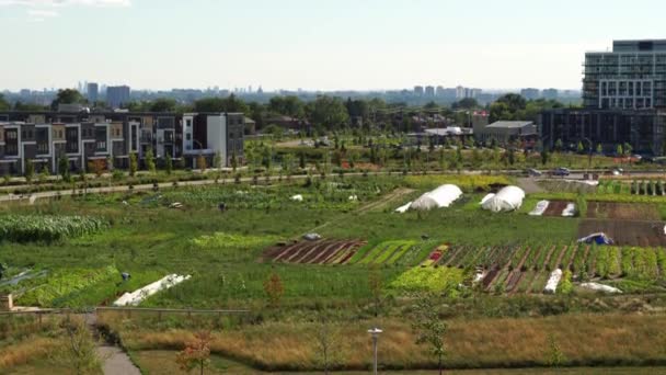 城市园林绿化 在城市环境中种植有机农产品的蔬菜园 人工种植粮食和自我维持 利用雨水支持园艺系统 — 图库视频影像