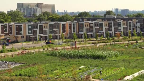 Nursery Growing Vegetable Seedlings City Setting Small Urban Farm Organic — Stockvideo