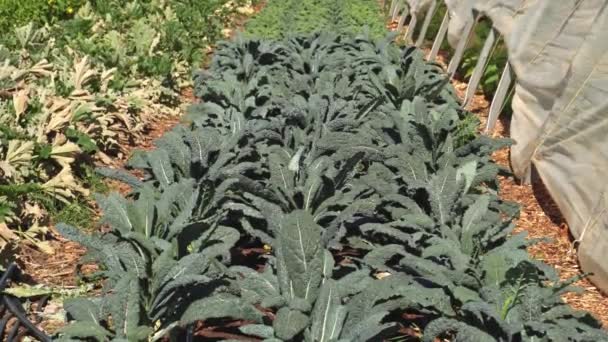Bushes Kale Seedlings Soil Urban Garden Summer Agricultural Landscape Farming — Video Stock