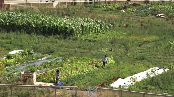 Urban Gardening City Urbanized Vegetable Garden Growing Farming Vegetables City — Stockvideo
