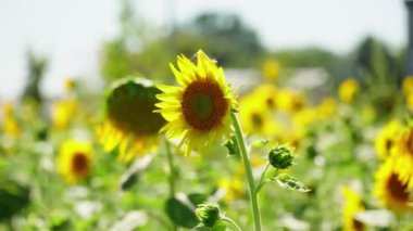 Beautiful sunflowers at summer day. Farming and agriculture of sunflower crops. Wide view of windy moving yellow flowers blooms at hot day. Showcases the art of gardening.