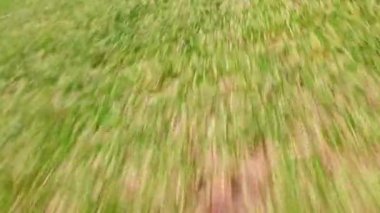 View of mowed lawn, grass cutting service and gardening concept. View of lawn mower moving across lawn and cuts green grass in the backyard. Meadow or private house yard, seasonal grass trimming.