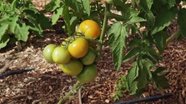 Tomates Rojos Verdes Maduros Floreciendo Invernadero Urbano Examinar Los Productos — Vídeo de stock