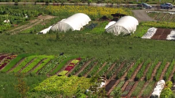 Gardener Gardening Public Community Permaculture Urban Garden Harvesting Veggies Health — Stockvideo