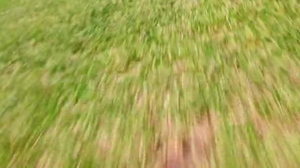 芝生の芝生 草の切断サービスと園芸の概念のビュー 芝生の芝生の芝生の芝生の芝生の上を移動し 裏庭で緑の草をカット 草地や民家の庭 季節の草のトリミング — ストック動画