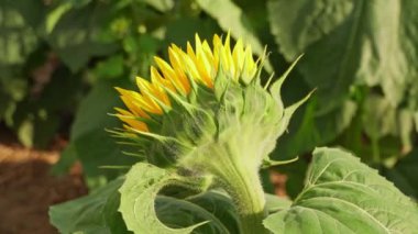 Close up view of young bloom of sunflower at the rural sunflower field farm at summer. Field full of big yellow flowers with blue sky. Sunflower head moves in the wind. Gardening.