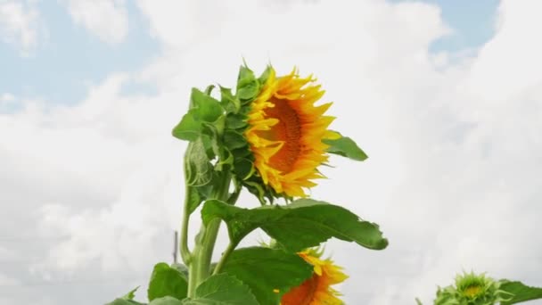 Close View Young Bloom Sunflower Rural Sunflower Field Farm Summer — Video Stock