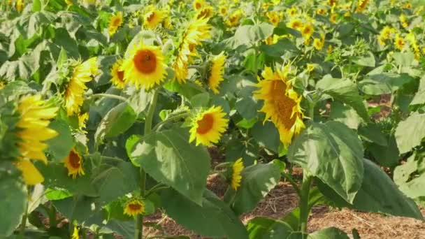 Close View Young Bloom Sunflower Rural Sunflower Field Farm Summer — Stok Video