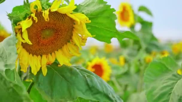 Zamknij Widok Młodego Kwiatu Słonecznika Farmie Pola Słonecznika Lecie Pole — Wideo stockowe