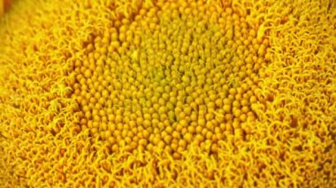Close up view of young bloom of sunflower at the rural sunflower field farm at summer. Field full of big yellow flowers with blue sky. Sunflower head moves in the wind. Gardening.