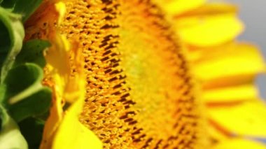 Close up view of young bloom of sunflower at the rural sunflower field farm at summer. Field full of big yellow flowers with blue sky. Sunflower head moves in the wind. Gardening.