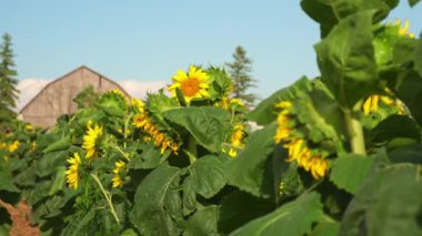 Close up view of young bloom of sunflower at the rural sunflower field farm at summer. Field full of big yellow flowers with blue sky. Sunflower head moves in the wind. Gardening.