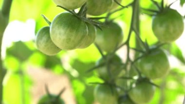 Close up view of young bloom of sunflower at the rural sunflower field farm at summer. Field full of big yellow flowers with blue sky. Sunflower head moves in the wind. Gardening.
