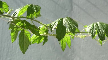 Close up view of young bloom of sunflower at the rural sunflower field farm at summer. Field full of big yellow flowers with blue sky. Sunflower head moves in the wind. Gardening.