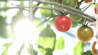 Close up view of young bloom of sunflower at the rural sunflower field farm at summer. Field full of big yellow flowers with blue sky. Sunflower head moves in the wind. Gardening.