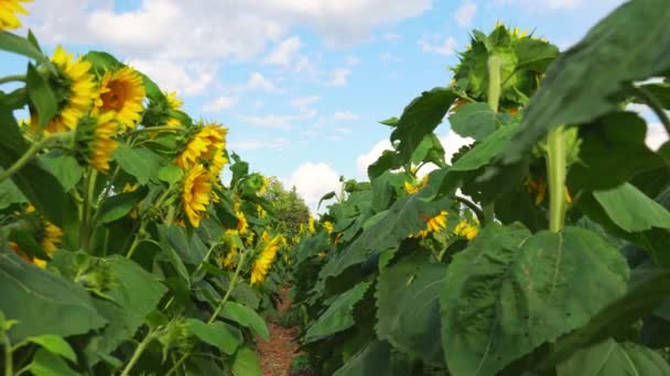 夏のひまわり畑農場では ひまわりの若い花を間近で見ることができます 青空と大きな黄色の花でいっぱいのフィールド 風の中でひまわりの頭が動きます — ストック動画