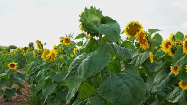 Close View Young Bloom Sunflower Rural Sunflower Field Farm Summer — Video
