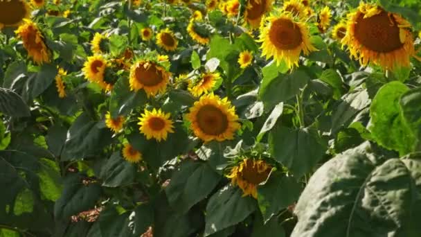 Close View Young Bloom Sunflower Rural Sunflower Field Farm Summer — Stok video