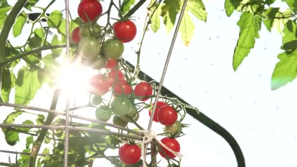 Zblízka Pohled Mladou Květinu Slunečnice Venkovské Slunečnicové Farmě Létě Pole — Stock video