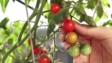 Close up view of young bloom of sunflower at the rural sunflower field farm at summer. Field full of big yellow flowers with blue sky. Sunflower head moves in the wind. Gardening.