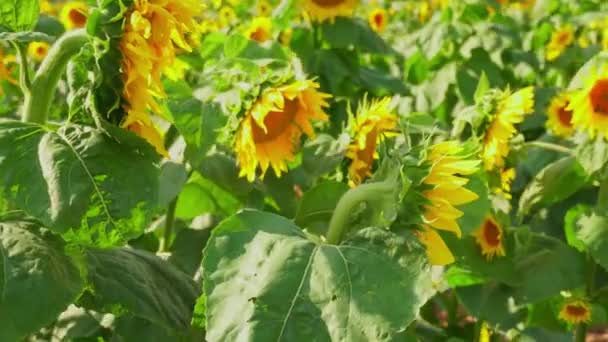 Close View Young Bloom Sunflower Rural Sunflower Field Farm Summer — Stockvideo