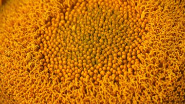 Big sunflower head bloom on a sunny day. Agriculture and harvest of sunflowers in urban setting. Farming and gardening practices. Yellow bloom close up during summer season.