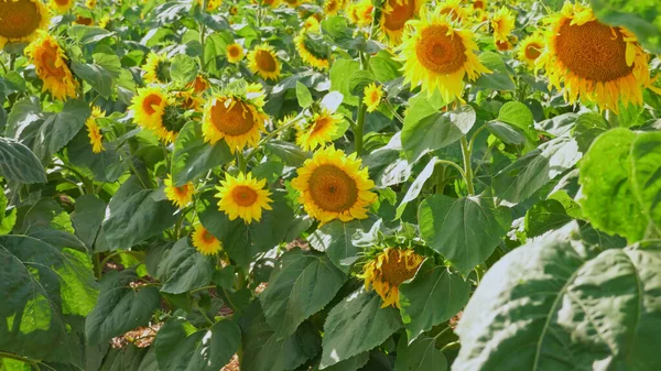 灿烂的黄色向日葵生长在广阔的农田里 在温暖的太阳光下 他们的脸向上的又大又明亮的花朵头 — 图库照片