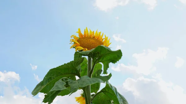 夏日美丽的向日葵 向日葵作物的耕作和农业 炎热的日子里 黄花绽放的广阔视野 展示园艺艺术 — 图库照片