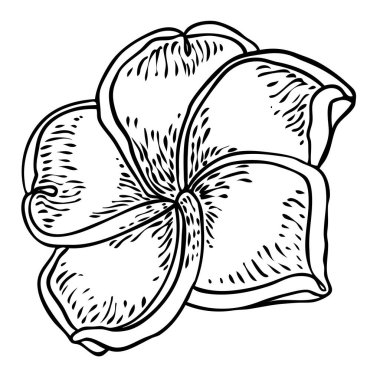 Plumeria çiçek tasarımı. Gerçek tesisattan yapılmış egzotik bitkilerden oluşan tropik bir çiçek. Hawaii frangipani çiçeği, açık yapraklı, izole. Geleneksel çiçekli hoş geldin dekorasyonu. Vektör.