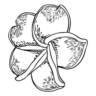 Plumeria çiçek açan kafalar. Hawaii tropik açık çiçek tomurcukları. Egzotik Frangipani çiçeği. Vektör.