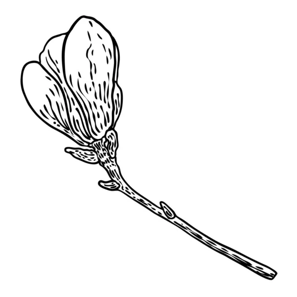 木兰花和花瓣为海报 邀请函和贺卡设计画图 白色的木兰花在枝条上 来自天然的乔木植物 是分离的元素 — 图库矢量图片
