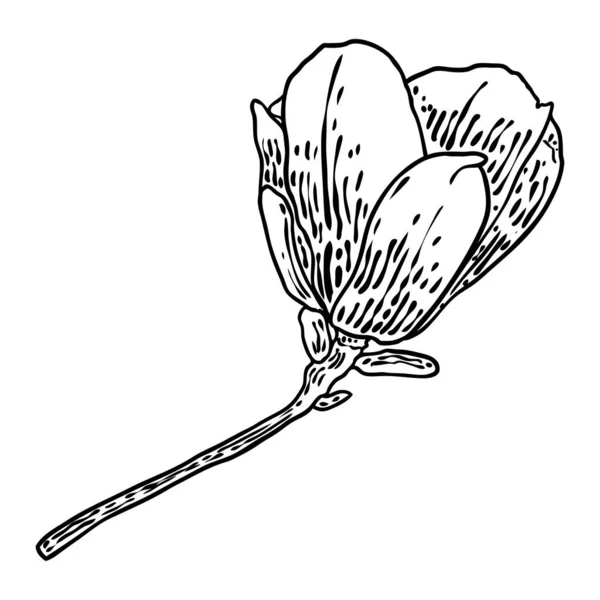 Bunga Magnolia Dan Daun Menggambar Ilustrasi Berkembang Cabang Untuk Pencipta - Stok Vektor